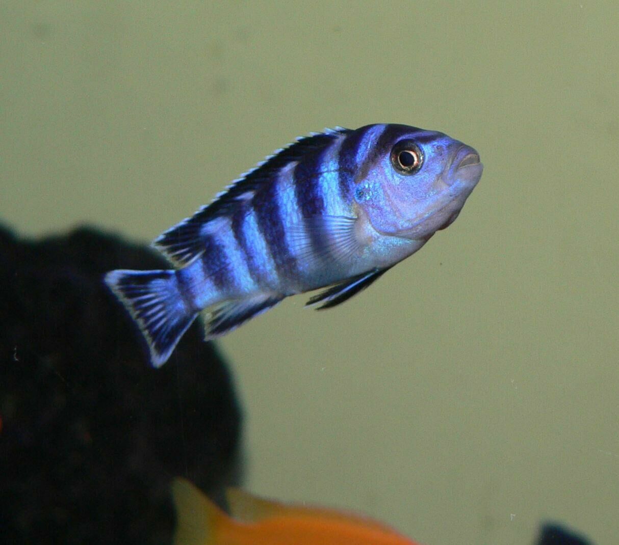 Imagem do Demasoni Pombo